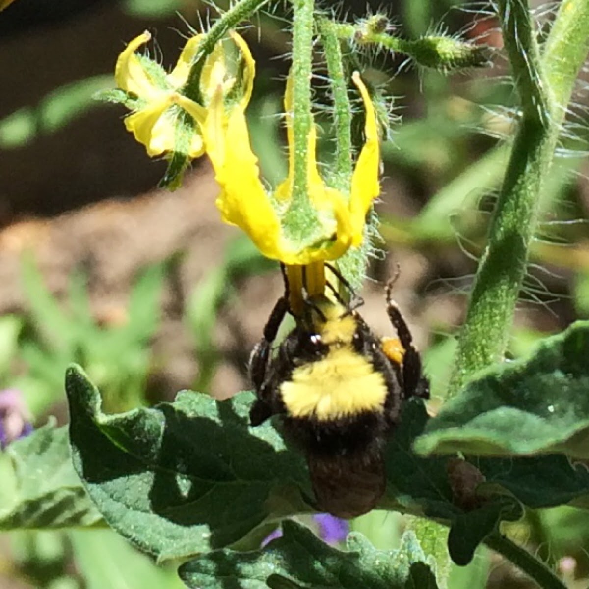 Black-notched bumblebee
