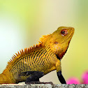 Oriental garden lizard male