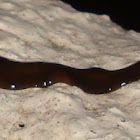 Terrestrial Flatworm