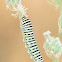 Common yellow Swallowtail caterpillar