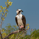 Osprey, Fischadler