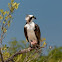Osprey, Fischadler