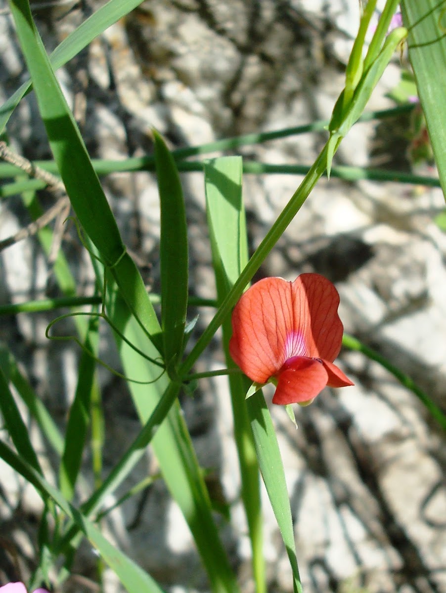 Red Grass Pea