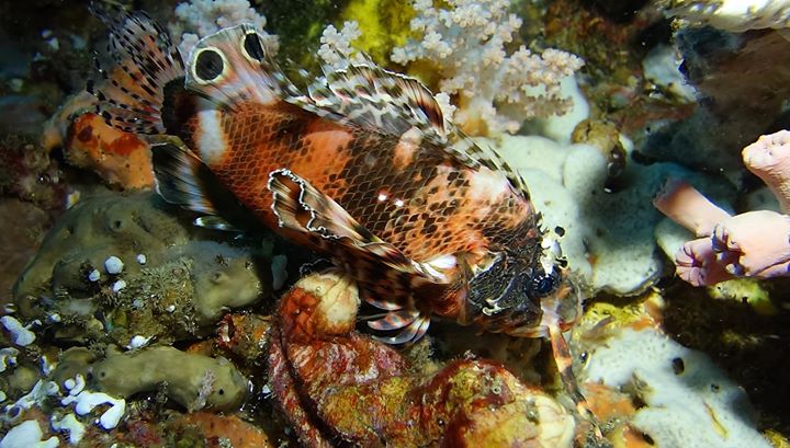 Twin-spotted Lionfish / Occellated Lionfish