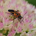 False Milkweed Bug