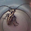 Cottonwood Borer