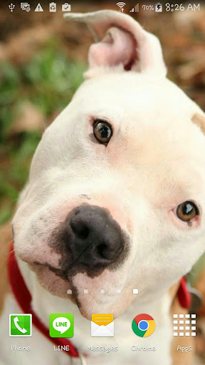 Pit bull wallpaper 2015