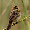 pin-tailed whydah, female