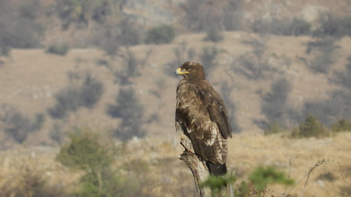 Brown Steppe Eagle