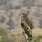 Brown Steppe Eagle