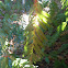 California Redwood Tree