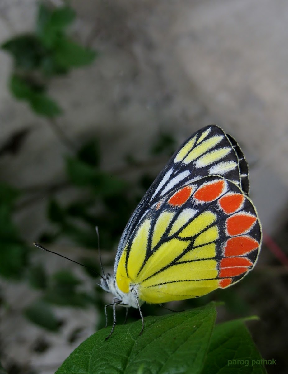 Painted Jezebel Butterfly