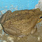 Giant Neotropical Toad