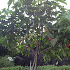 Candlenut/ Kukui Tree