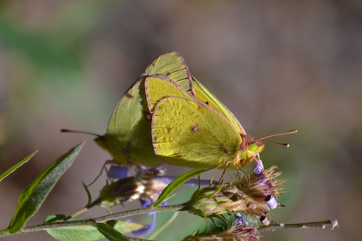 Pink-edged Sulpher (mating)