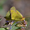 Pink-edged Sulpher (mating)