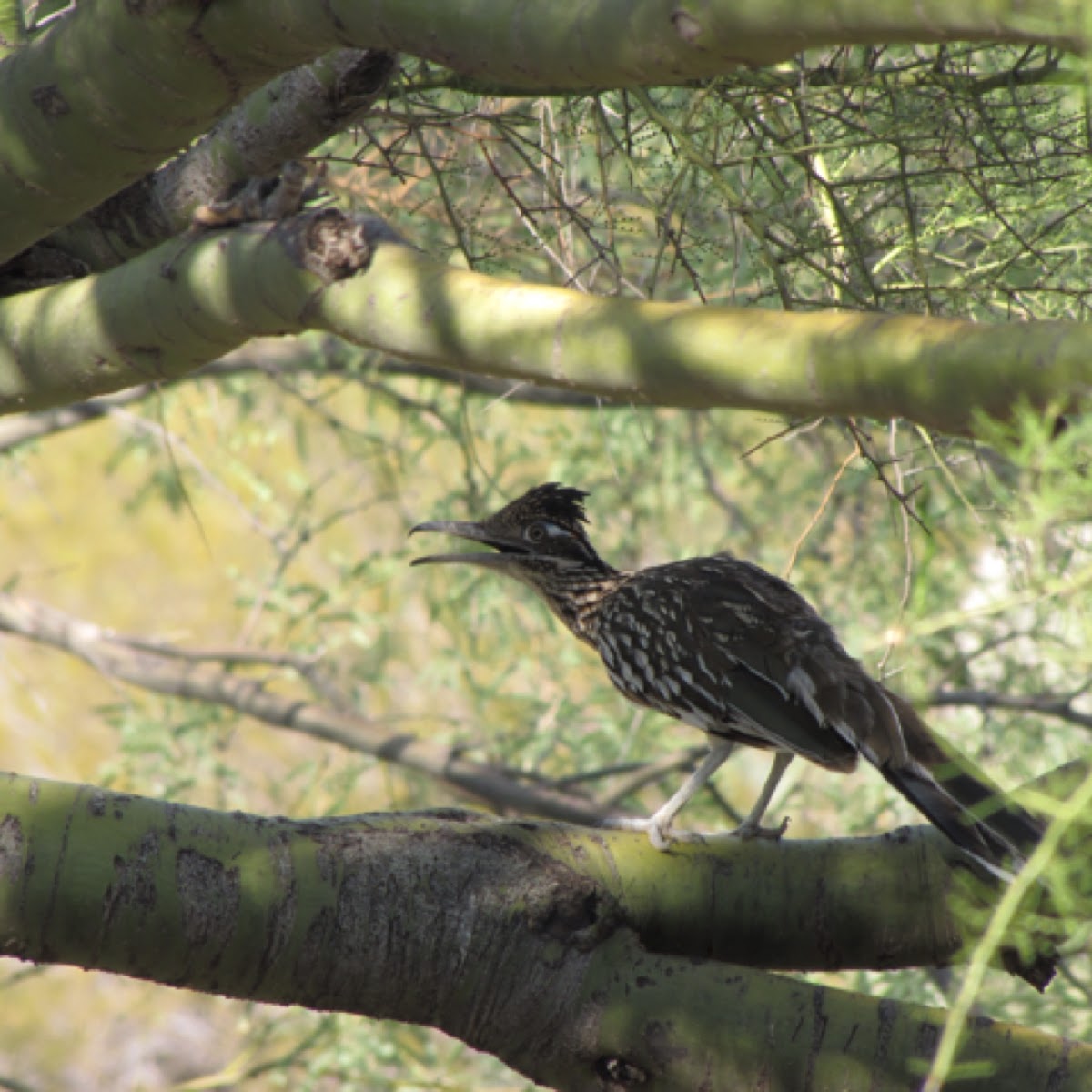 Roadrunner