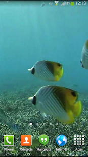 Tropical Fish Underwater Live