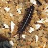 Sea Centipede (Isopod)