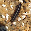 Sea Centipede (Isopod)