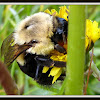 Common Eastern Bumblebee