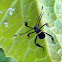 Crusader Bug (juvenile)