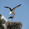 Cegonha-branca,White Stork
