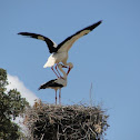 Cegonha-branca,White Stork