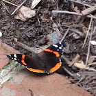 Red Admiral