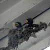 Barn swallow with chicks