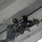 Barn swallow with chicks