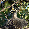 yellow crowned knight herons