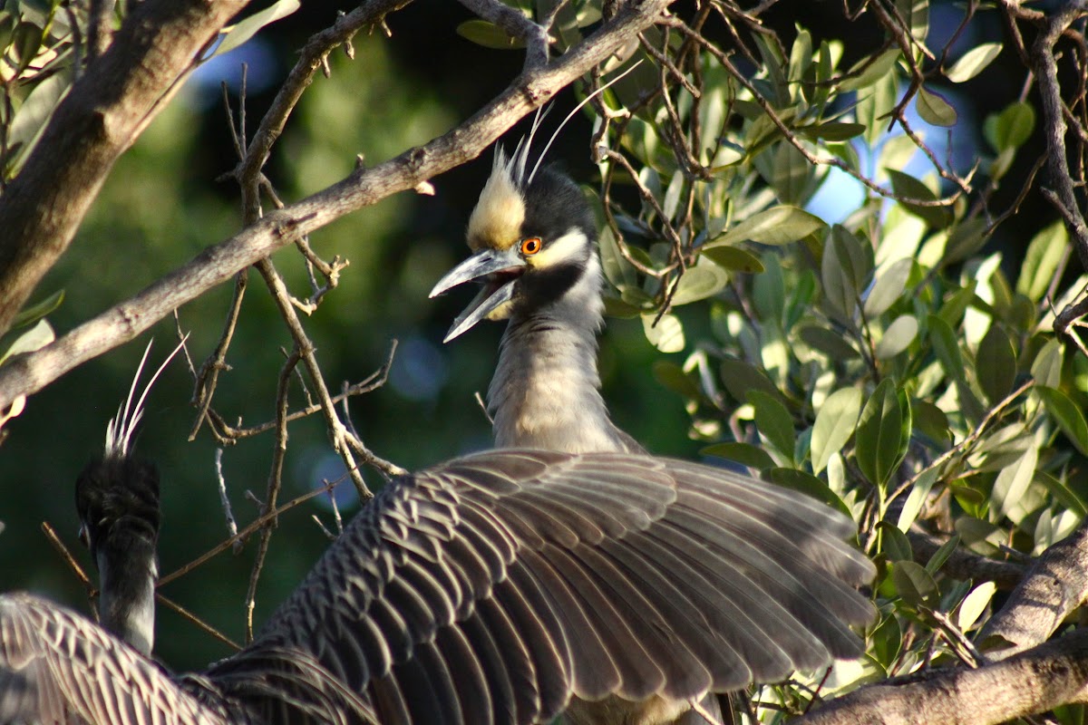 yellow crowned knight herons