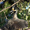 yellow crowned knight herons