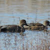 Gadwall Ducks