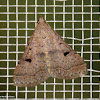 Bent-winged Owlet moth