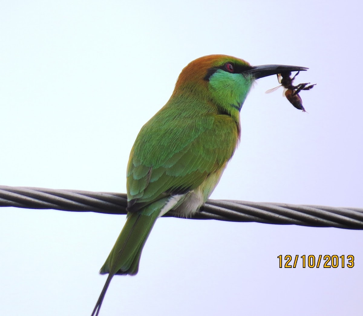 (Little) Green Bee-eater