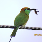 (Little) Green Bee-eater