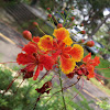 Peacock Flower