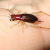 Red-headed bush cricket, female