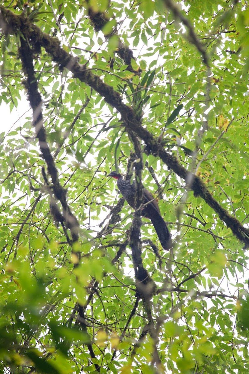 Cauca Guan