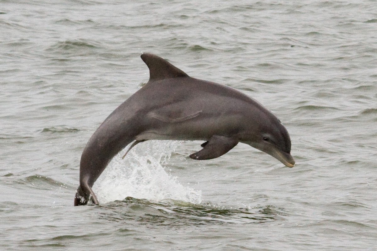 Common Bottlenose Dolphin | Project Noah