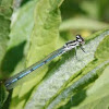 Azure Damselfly