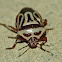 Two-spotted stink bug