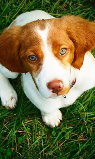 Brittany Spaniel Wallpapers