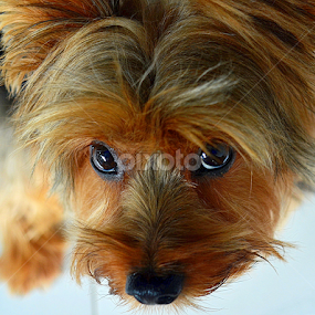 by Tupu Kuismin - Animals - Dogs Portraits