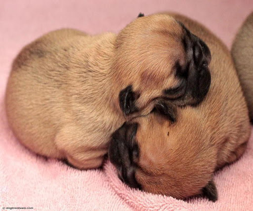 French Bulldog Puppies