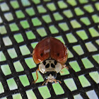 Harlequin Ladybug