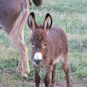 miniature donkey