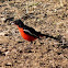 Crimson Breasted Shrike